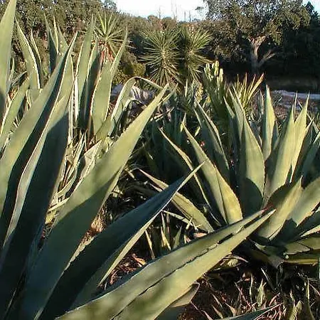 Casa Camaleon * קבאנס דה טאבירה